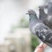 毎朝鳩に起こされる・・・鳩の騒音被害